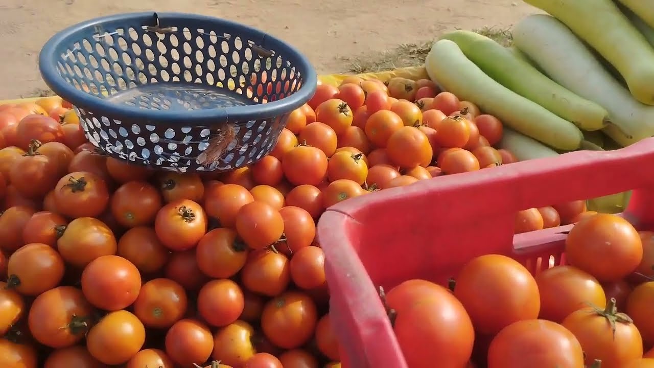 Tamatar selling karte time
