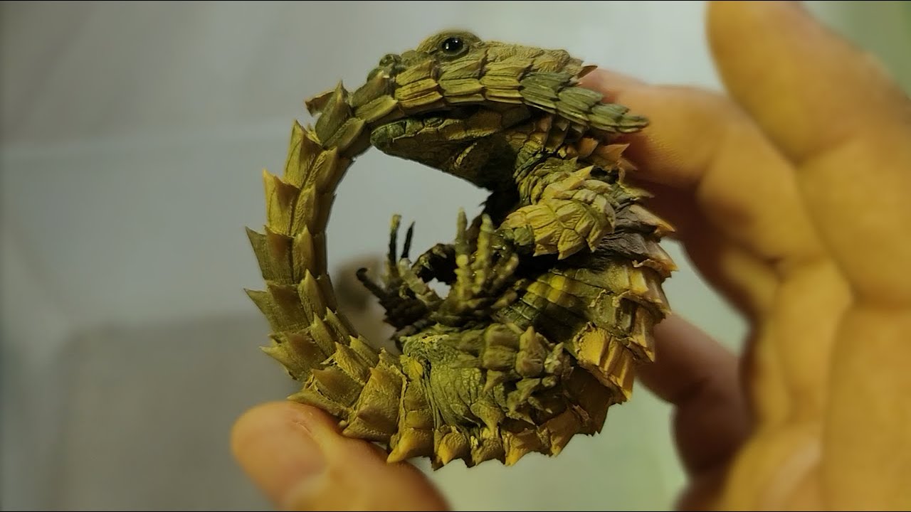 죽은건 아니겠죠? 아기 용드래곤이 안보입니다ㅠㅠ /Realistic dragon girdle tailed armadillo lizard