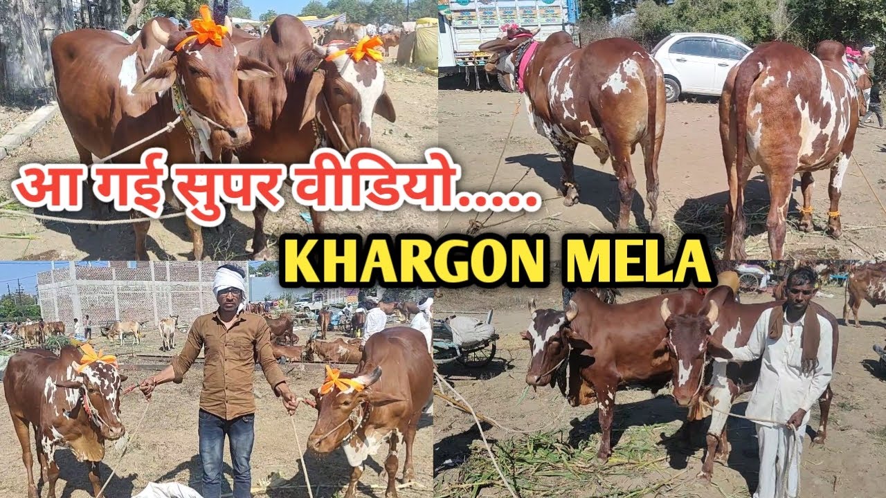 👌#Khargon_Mela_2025 की सबसे बढ़िया बैल जोड़ियां || खरगौन मेला || बहुत शानदार निमाड़ी बैल जोड़ियां 👍