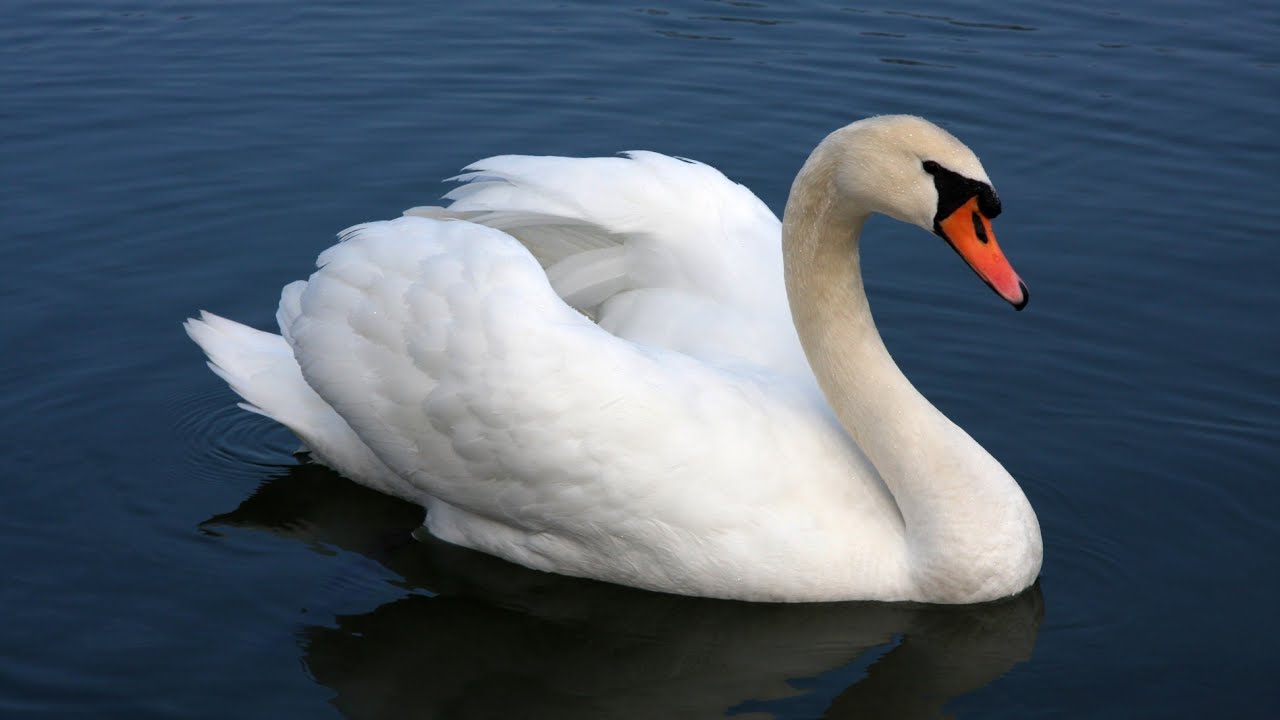 Basir ki Swan