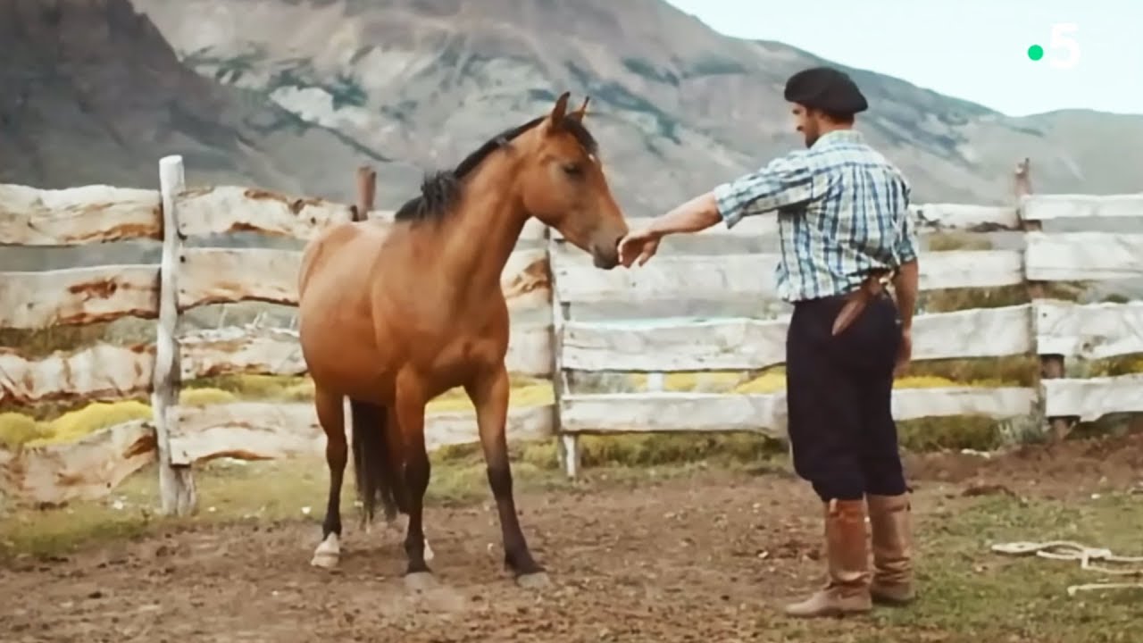 Pas facile de dompter un cheval sauvage... - ZAPPING SAUVAGE