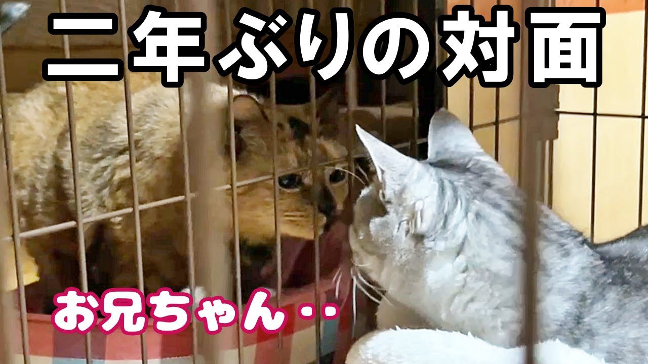 離ればなれだった兄弟猫…再び出会う。(仲良しプロジェクト2023まとめ)【保護猫・老猫】