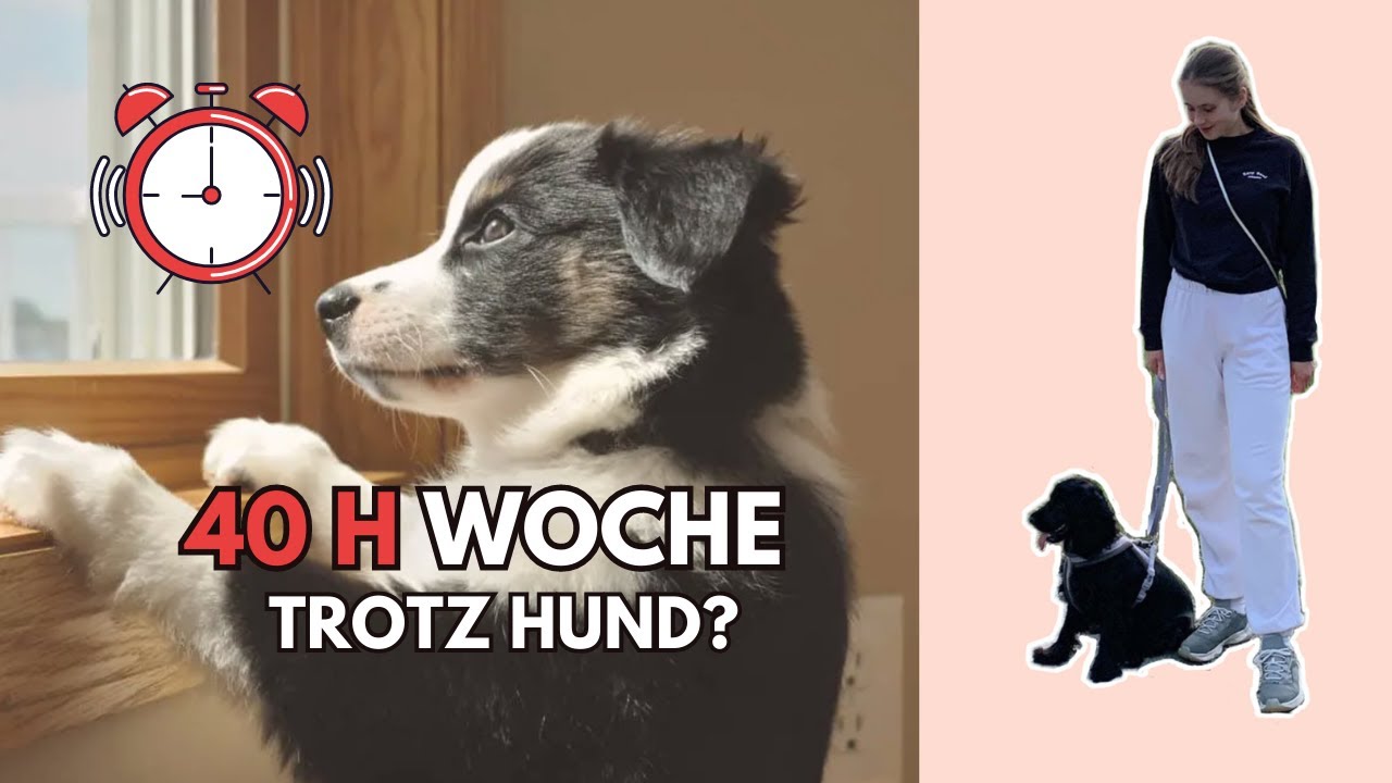 Alltag als Azubi mit Hund | Hund trotz 40-Std. Woche | Wie mache ich das? + Meinung