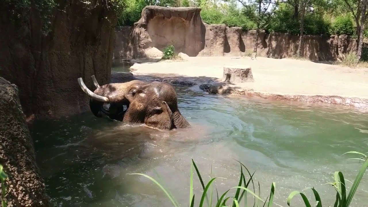 Asian elephant Raja dives into water at Saint Louis Zoo