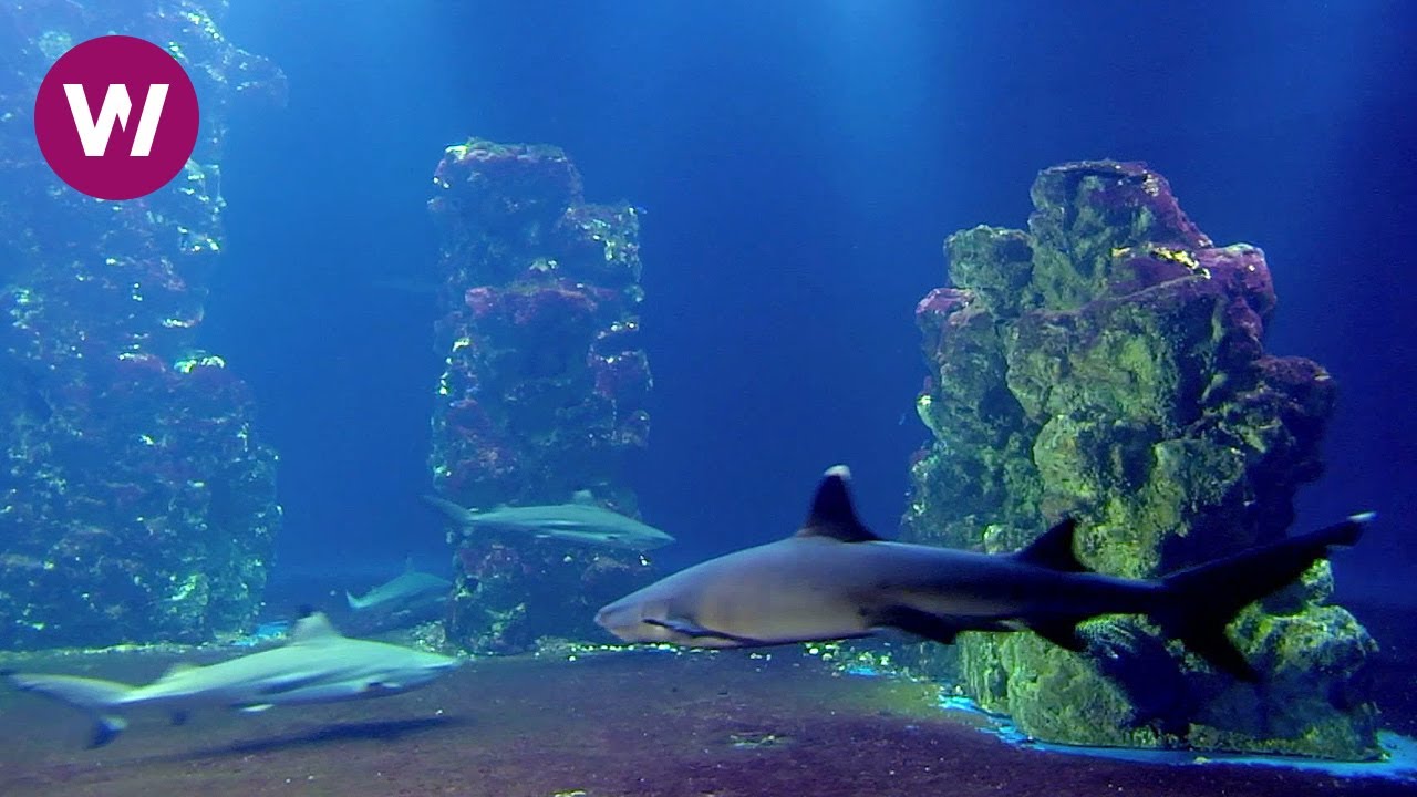 Music for meditation - Sharks Aquarium Visuals