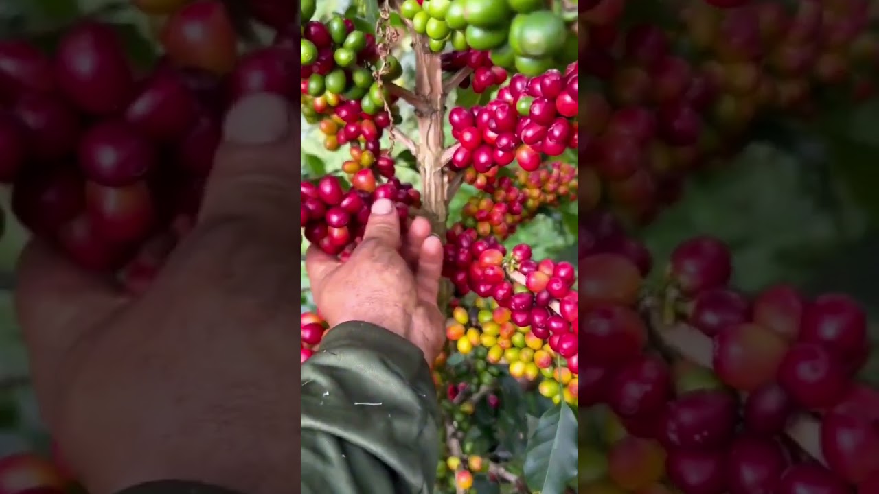 Arabica coffee harvesting skills #farming #shorts