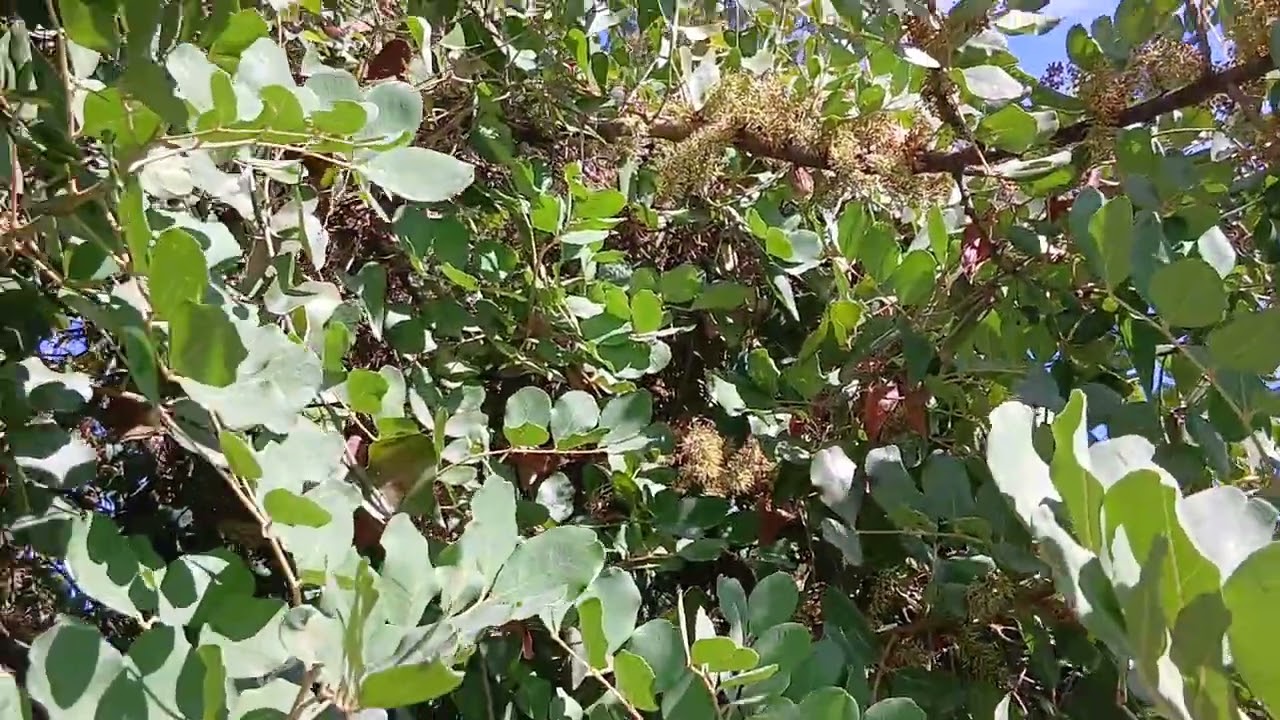 استمرار  نوارة  ازهار الخروب لمن يرغب في الاستفادة. مراعي النحل يوم 09/11/25