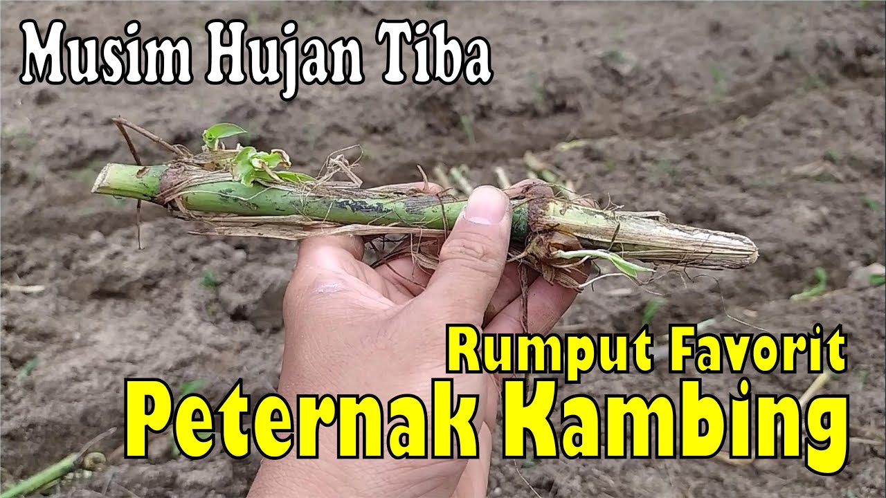 Cara Menanam Rumput Pakchong Agar Maksimal, Simak Dulu Disini