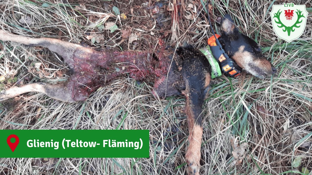 Teltow- Fl&auml;ming: Jagdhund vom Wolf get&ouml;tet