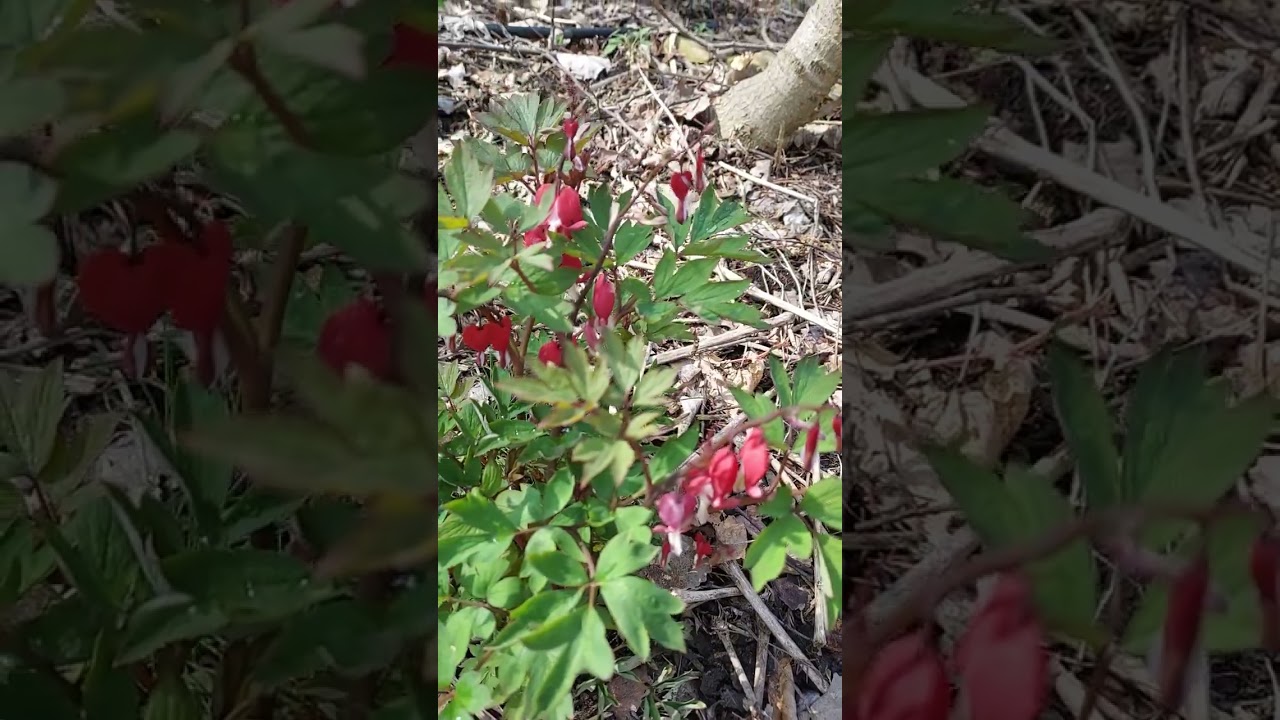 Peckerwood #3