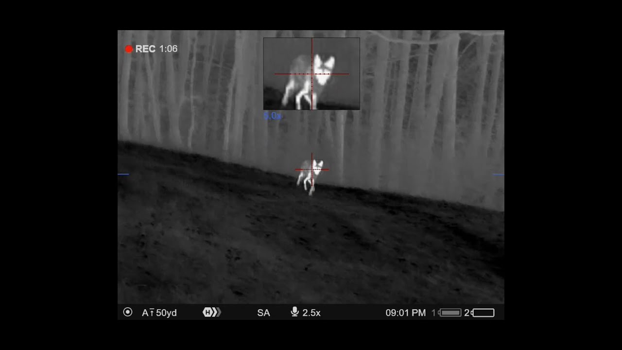 Coyote Hunt with Pulsar Thermion 2 XQ35 Thermal