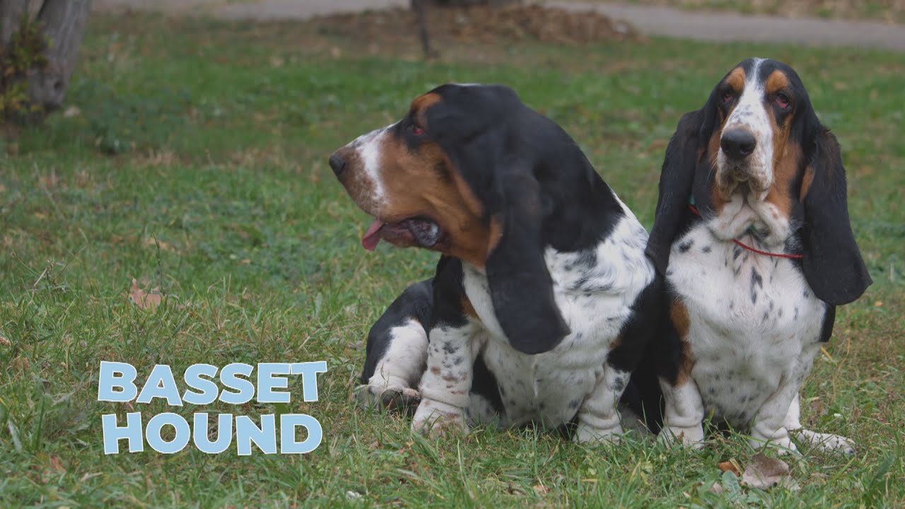 Basset Hound Dog Breed 101 [4k Video]