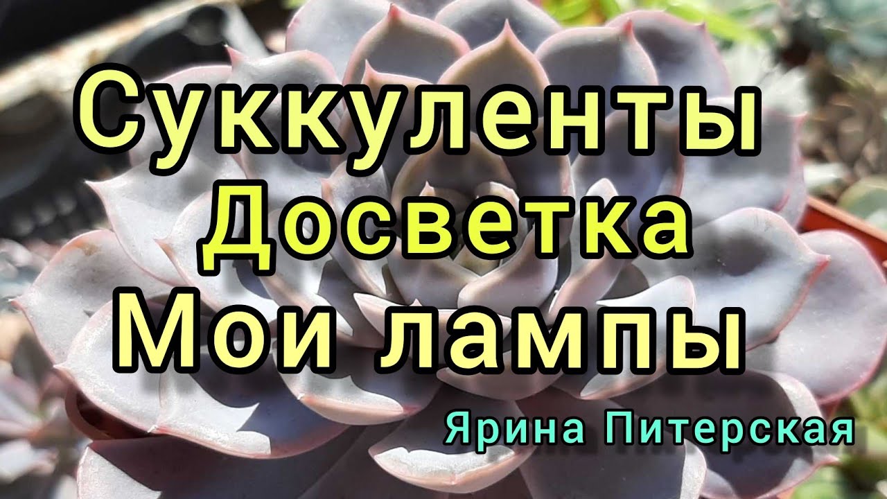 Суккуленты.Досветка.Мои лампы для суккулентов. #досветка #лампыдлясуккулентов #полкадлясуккулентов