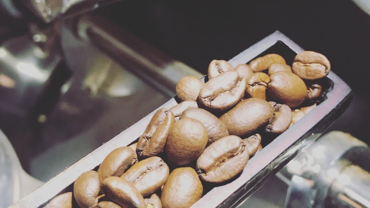 Coffee Farm/ የቡና እርሻ