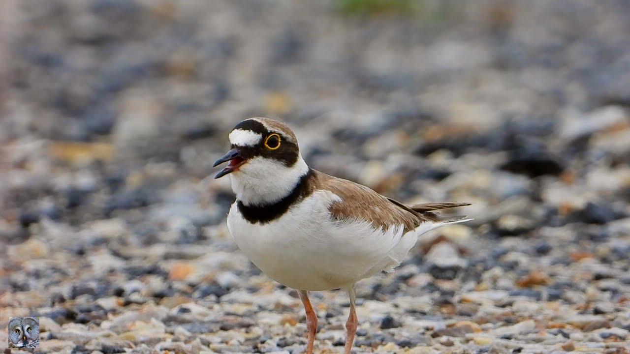 Little ringed plover call,Dverglo,Малый зуёк,Petit Gravelot,Flussregenpfeifer,Charadrius dubius