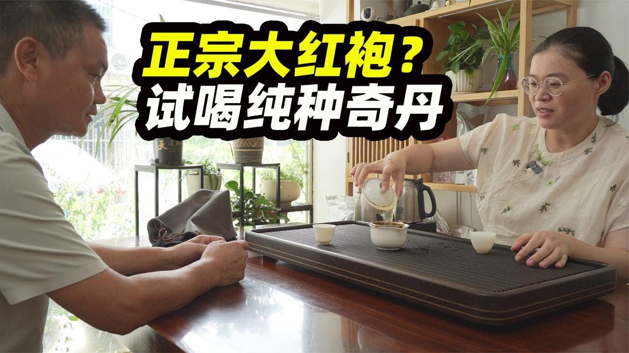 大红袍你真的喝过吗？阿梅拿到纯种奇丹，感受下真宗大红袍的滋味