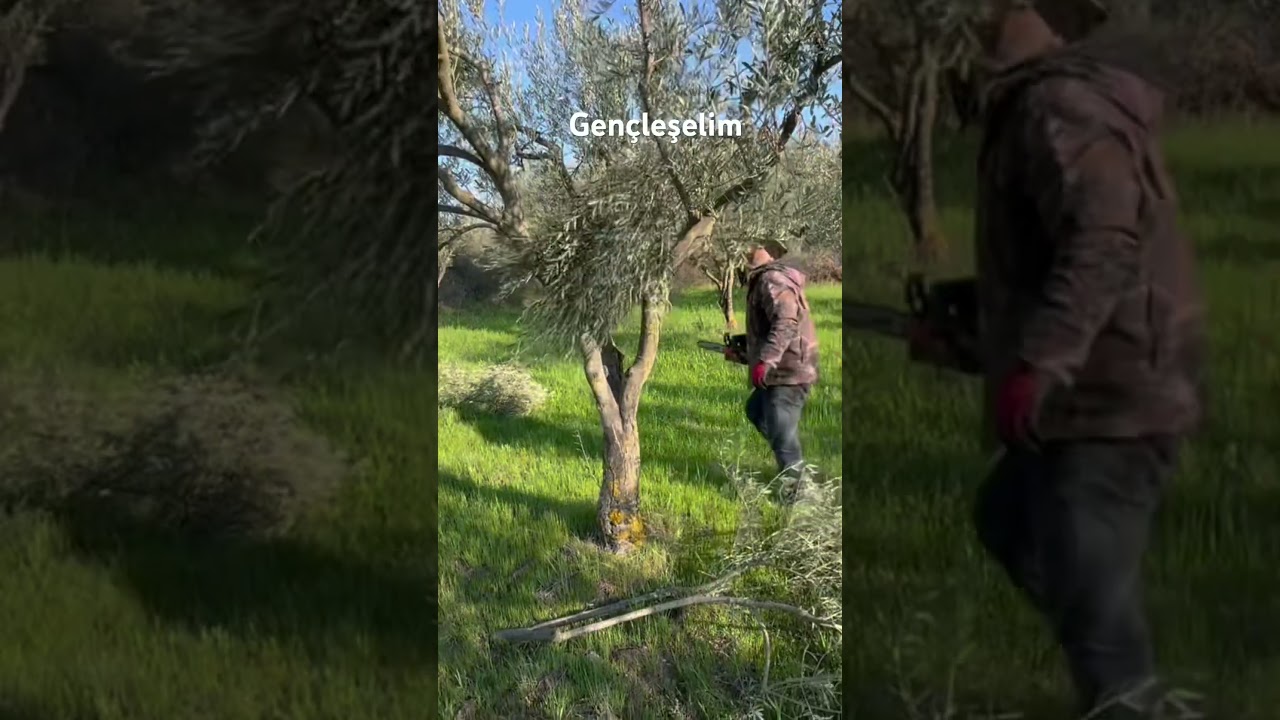Verimsiz Bah&ccedil;eyi Verime &Ccedil;eviriyoruz. #erenvural #budama #zeytinbudama