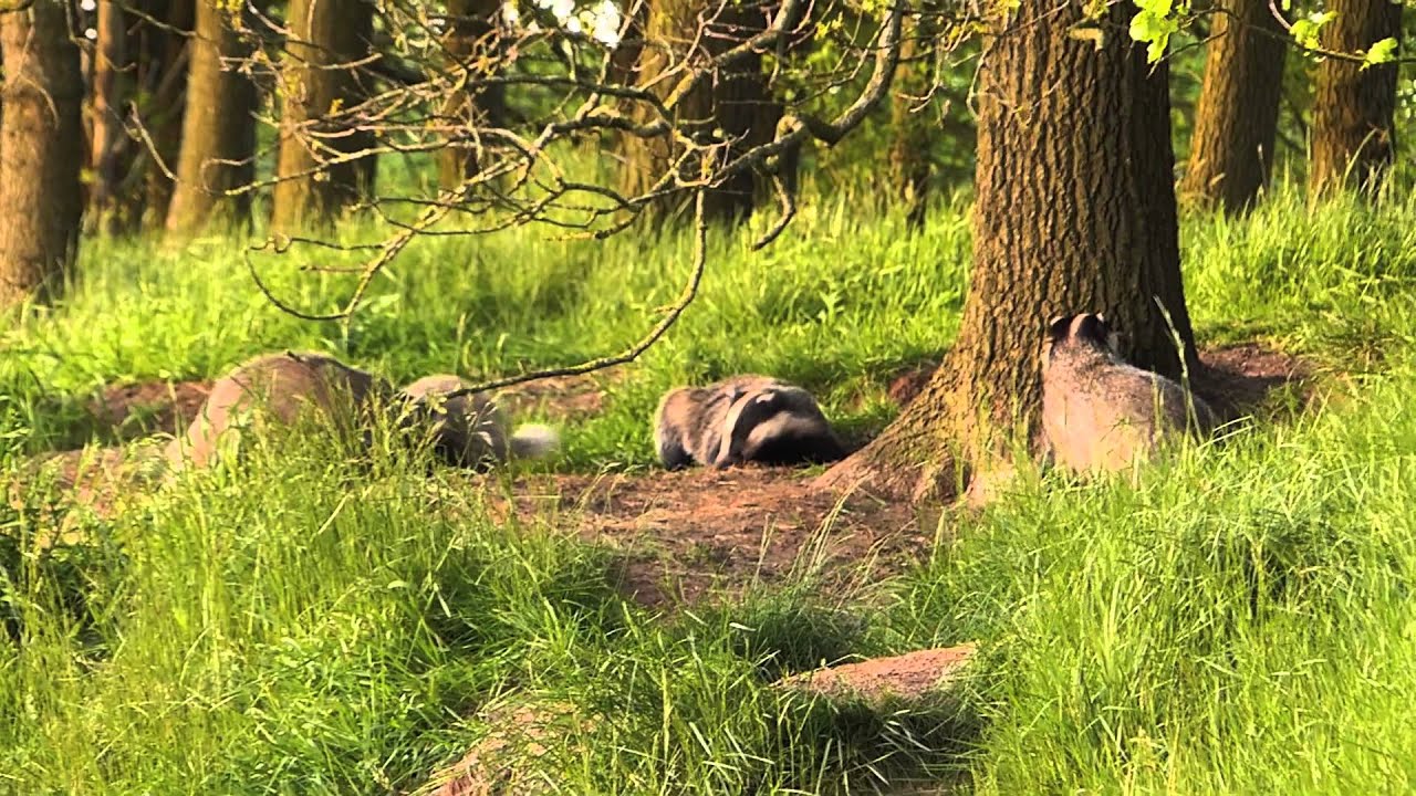 On the way to a badger sett