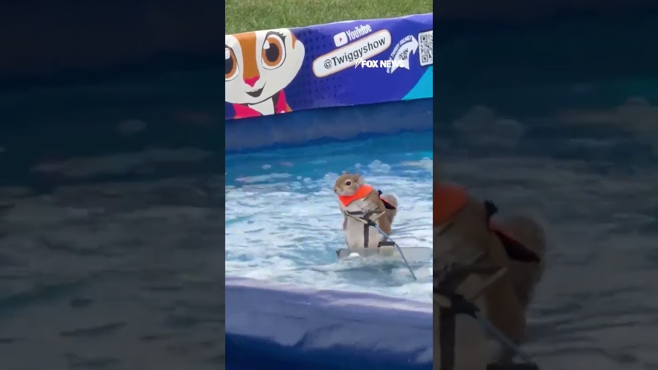 WATCH: Waterskiing squirrel &lsquo;Twiggy&rsquo; delights crowds at Alaska State Fair #shorts #foxnews #news