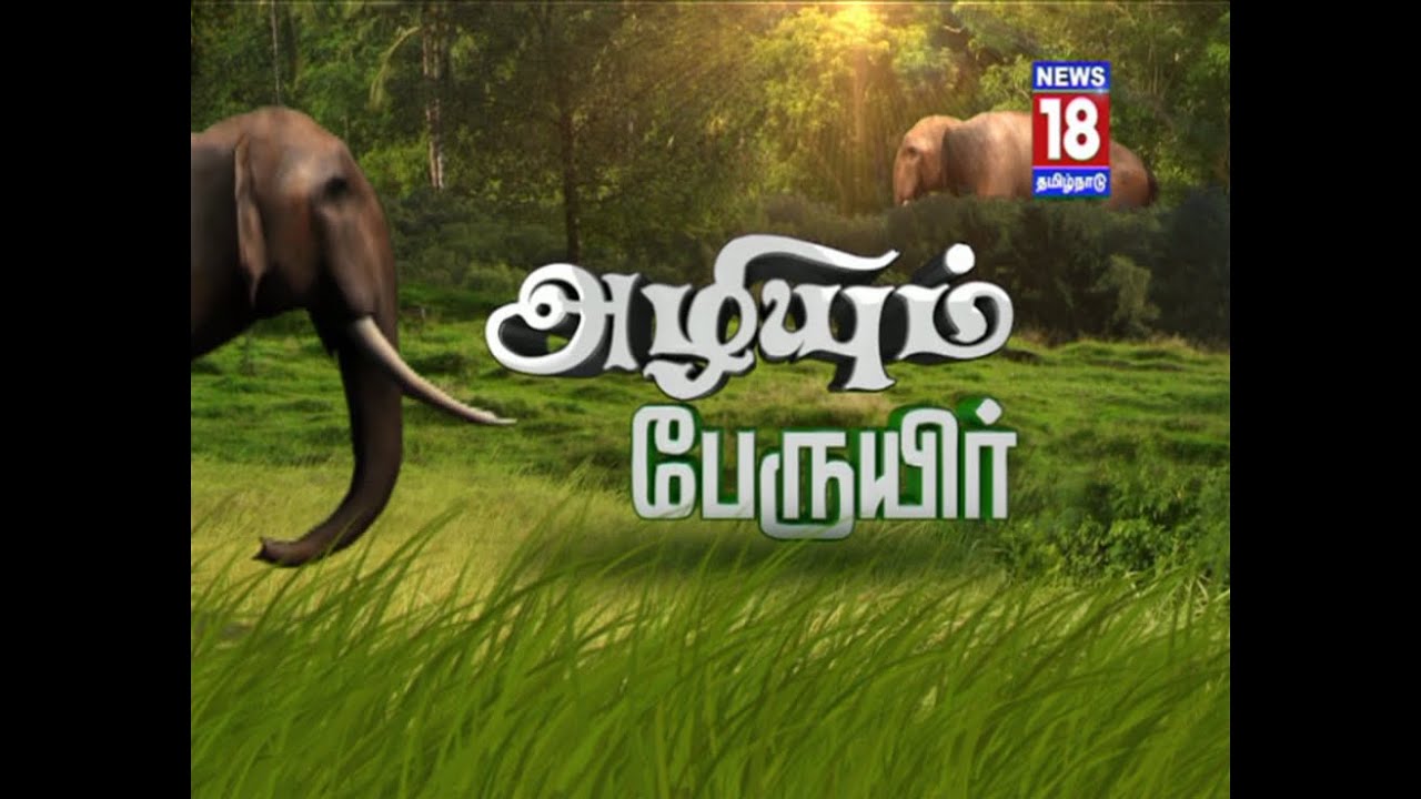 Azhiyum Peruyir | World Elephant Day Special | News18 Tamil Nadu