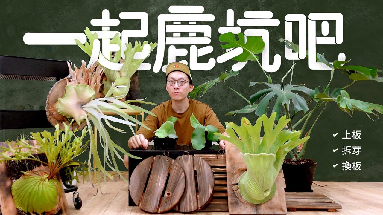 一起鹿坑吧，在家也能是文青咖啡店，鹿角蕨上板、拆芽、換板超詳解介紹！#好家在我在家