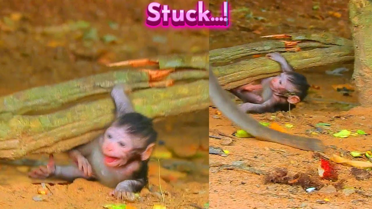 God Help...! Stuck Under Big Branch, Can Not Get Up...!