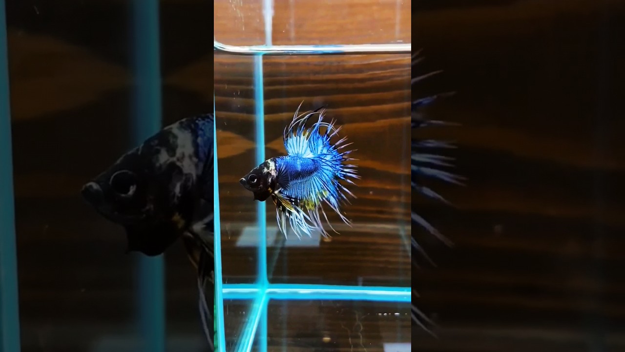 Crown Betta #petbazarnepal #BettaFishLife #FighterFish #BettaBeauty #BettaFighter #FishTankLife