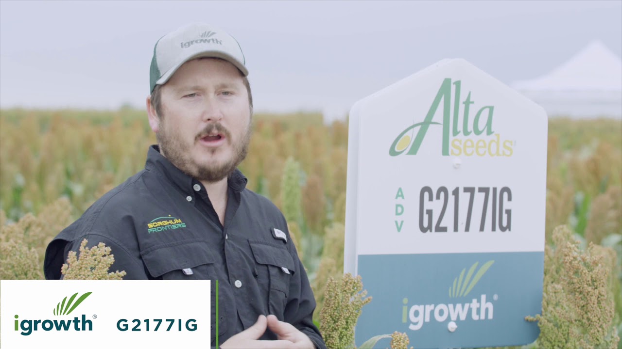G2177IG igrowth Grain Sorghum Is A Great Hybrid In the South Texas Drylands