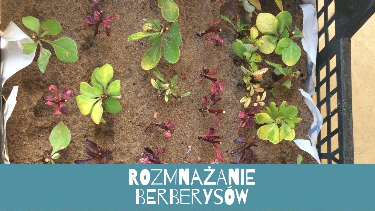 Rozmnażanie berberysów cz 1