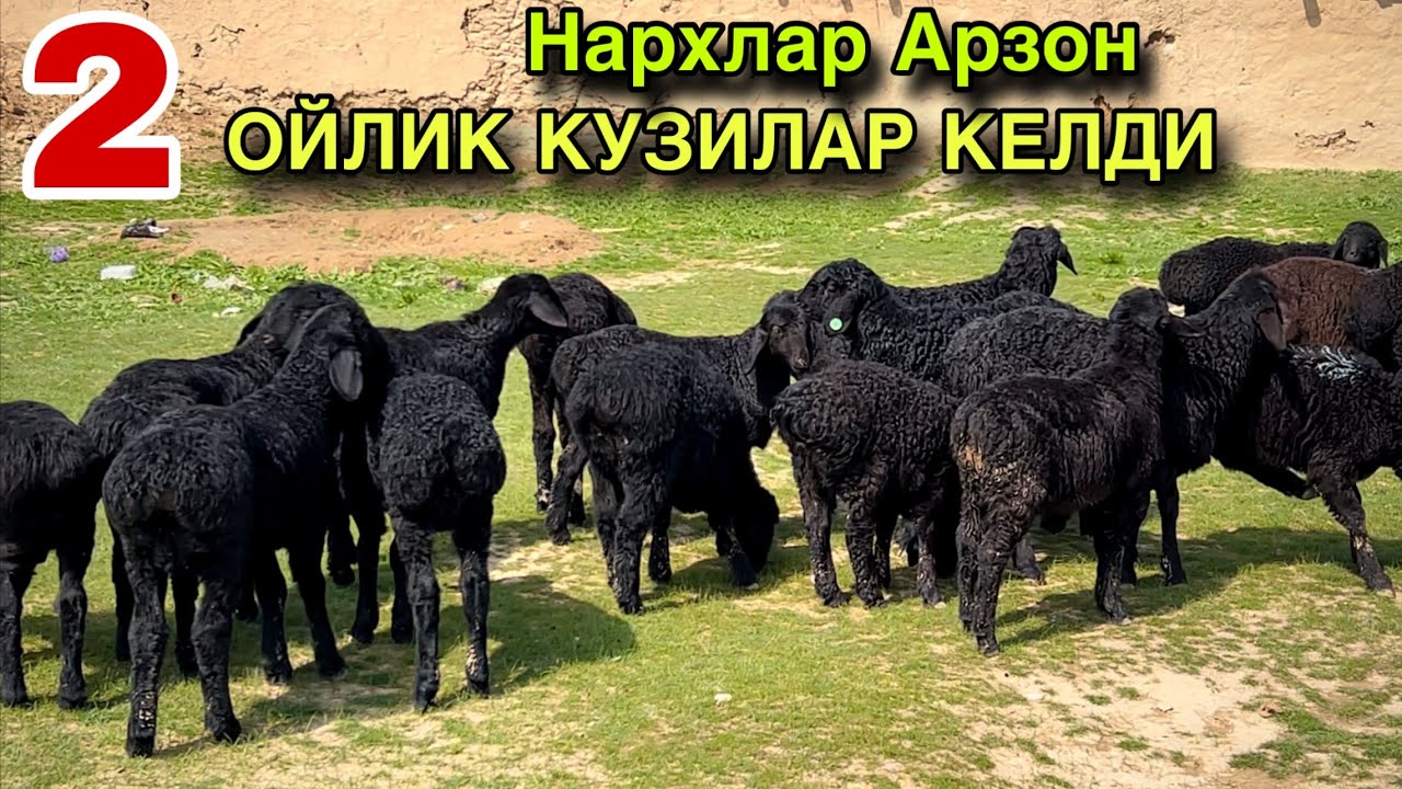 2 Ойлик Кузилар Келди! ☎️+998 99 318 4995