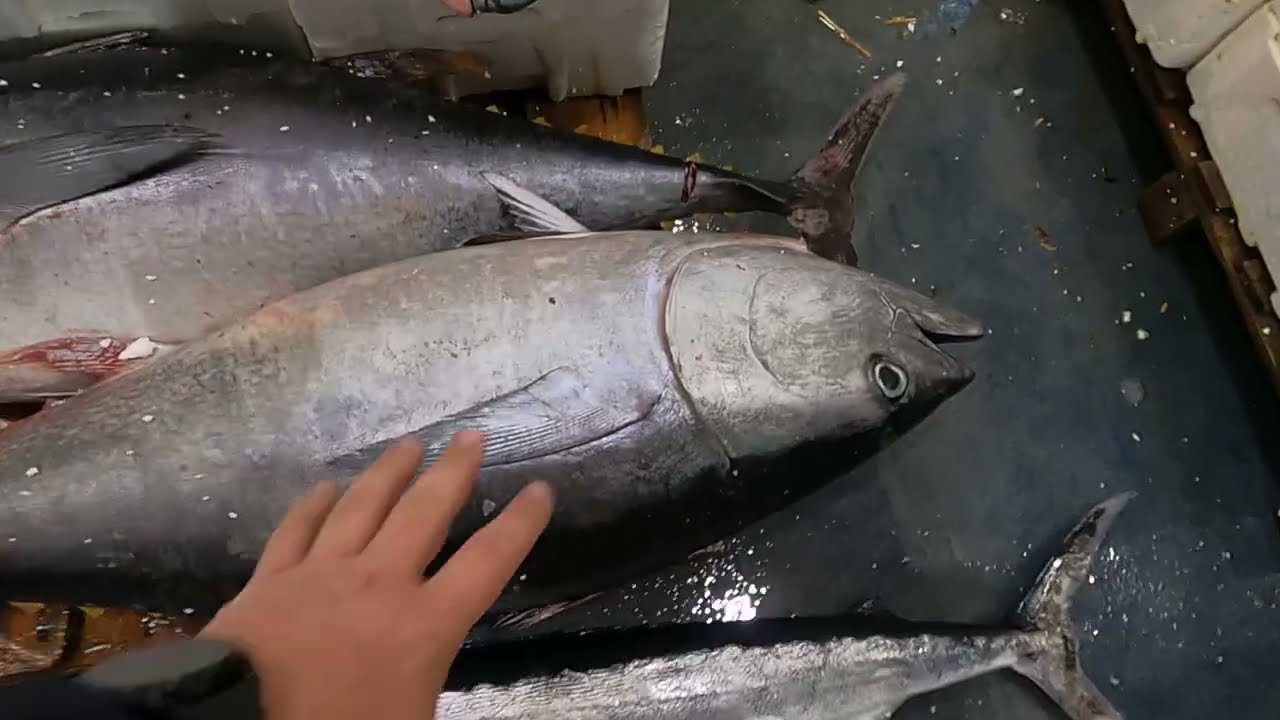 İzmir buca Balıkhali balık fiyatları her gün değişiyor zam zam zam