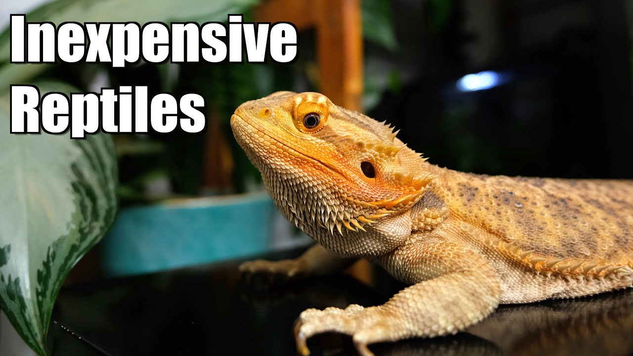 Cheapest Beginner Reptiles