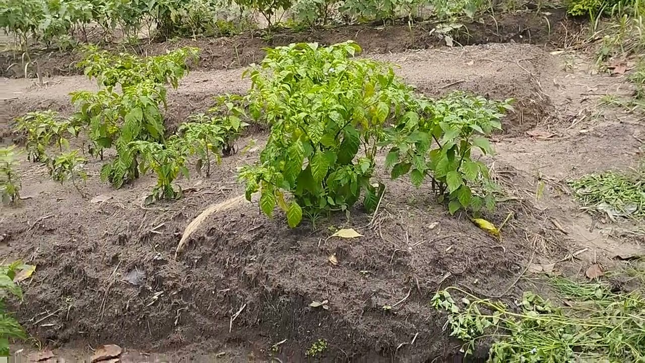 Congo Elevage et Agribusiness.Tolona pe Tobokola. Bilanga Ep1. Investir na Terrain et Zamba.