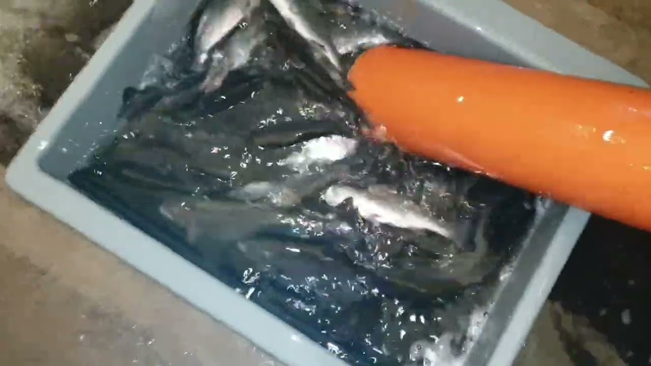 Upėtakių rū&scaron;iavimas pagal dydį