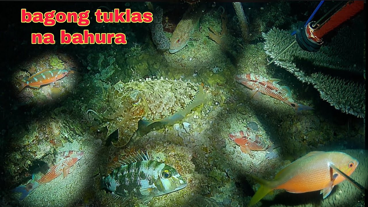ep389 Dive1 bagong tuklas na bahura first class na isda ang nakatira