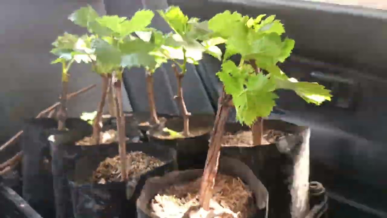 Día de trabajando entregando Parras de uvas 🍇