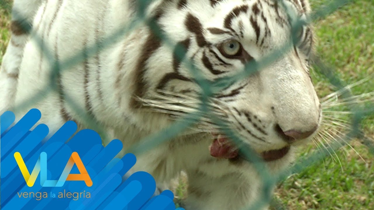Enriquecimiento animal: ¡Juguetes para animales del zoológico!