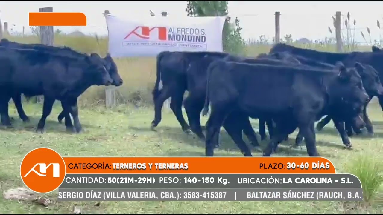 LOTE 81