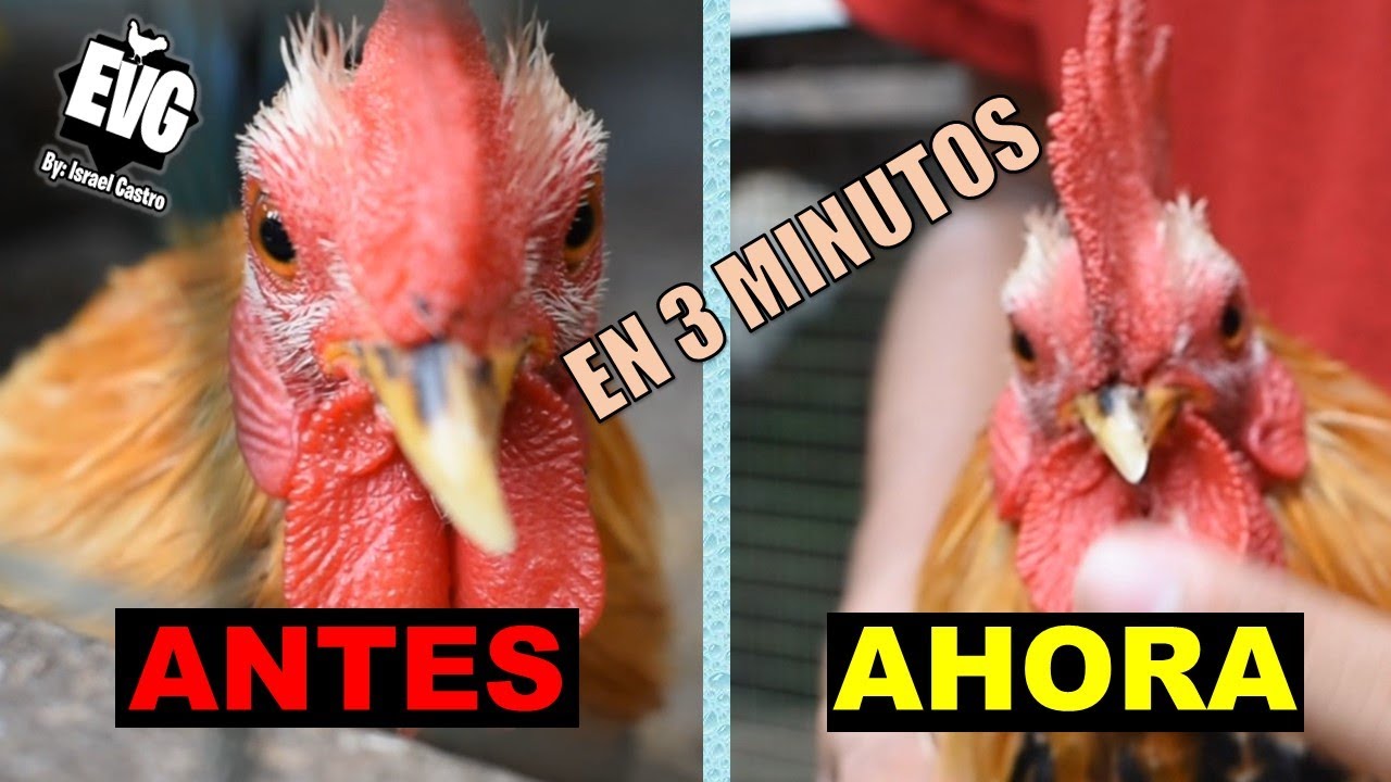 Cómo corregir el Pico Desviado de un gallo