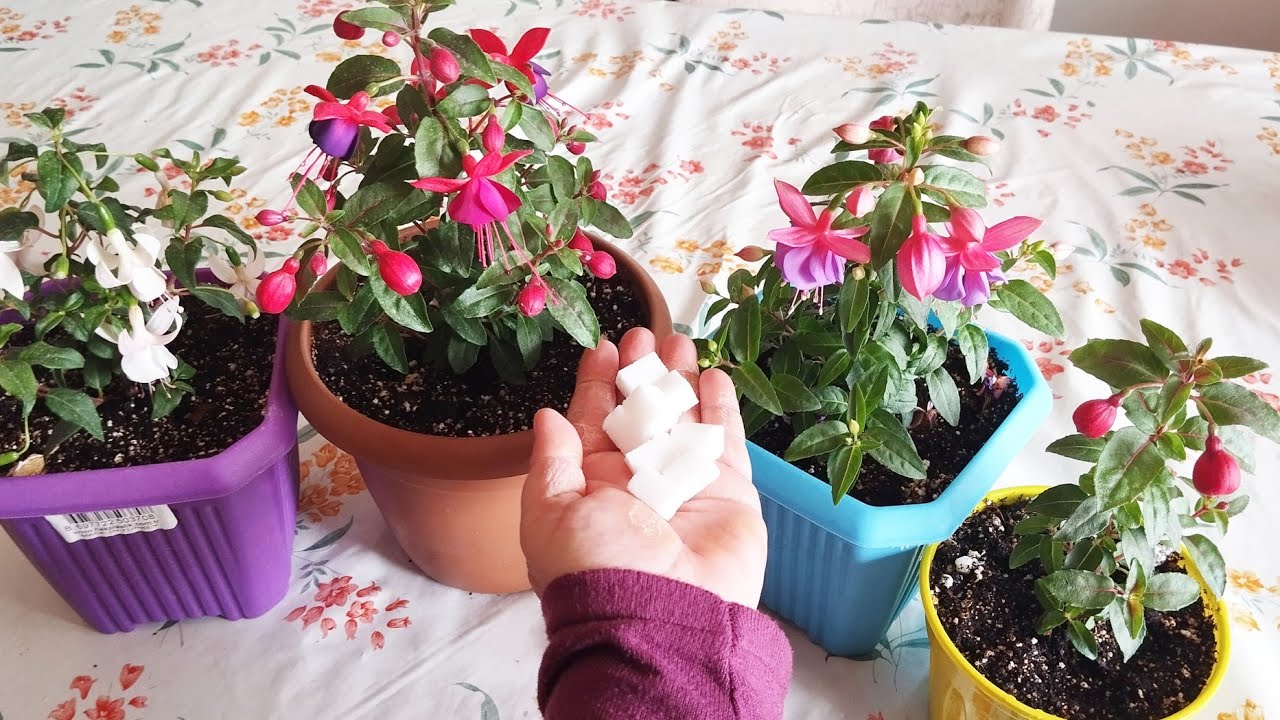 Küpeli çiçeklerime  Bunu Yaptım  Şok  Oldum😱