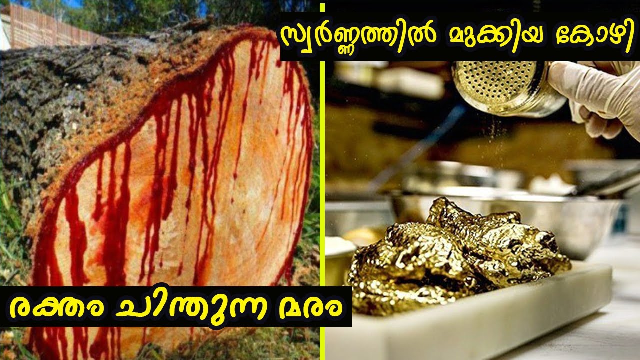 നിങ്ങൾ ഇതുവരെ കണ്ടിട്ടില്ലാത്ത അവിശ്വസിനീയമായ കാര്യങ്ങൾ