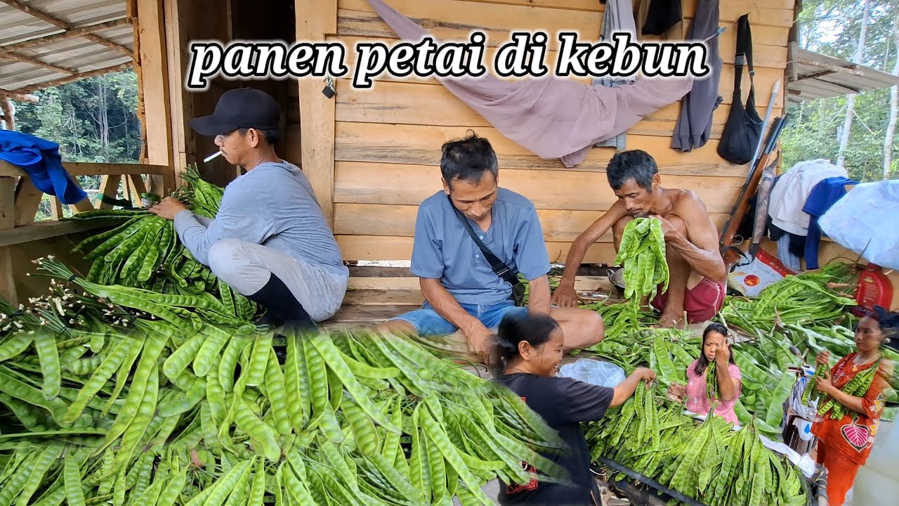 Bermalam panen petai di kebun hasil melimpah 