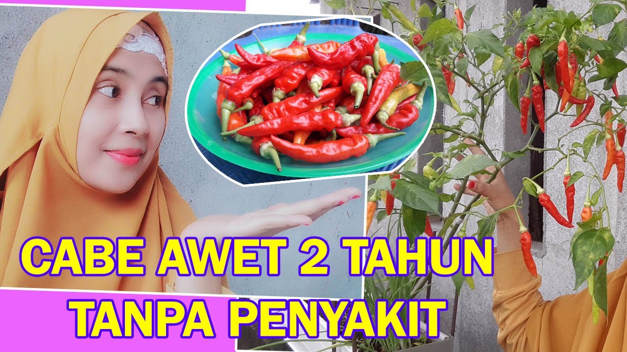 LENGKAP! PANDUAN/CARA TANAM CABE AGAR BERBUAH LEBAT DI LAHAN SEMPIT TUMPANGSARI SAWI, BAWANG MERAH
