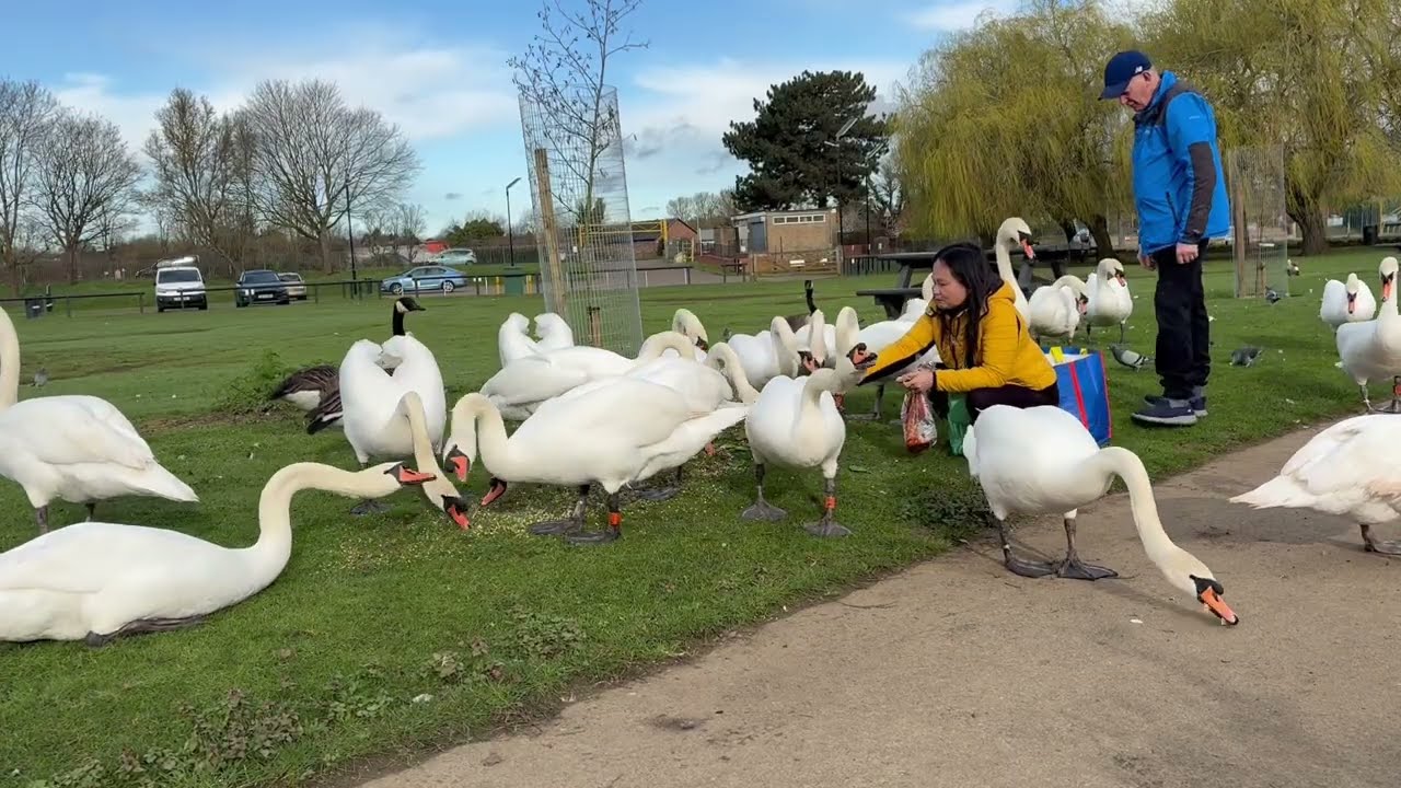 Mute Swan Cygnet Tuesday Checked