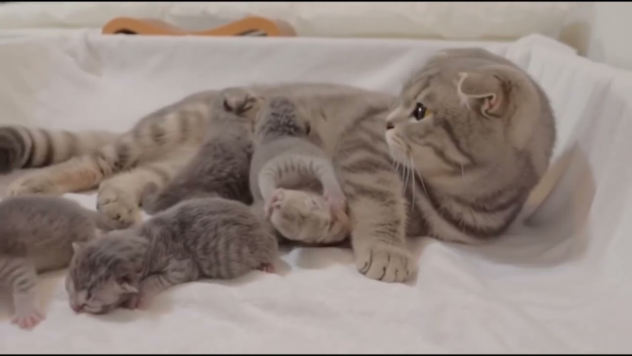 A wonderful Grey cat and all her kittens ❤️🐈