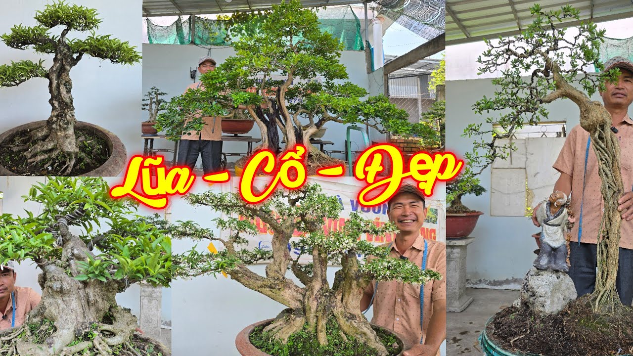 NGUYỄN VINH | #0989744879 | KIM GIÒN CỔ, NGUYỆT QUẾ LŨA NGHỆ THUẬT, SAM ỐNG LỚN, MCT NU ĐẸP, SAM TP.