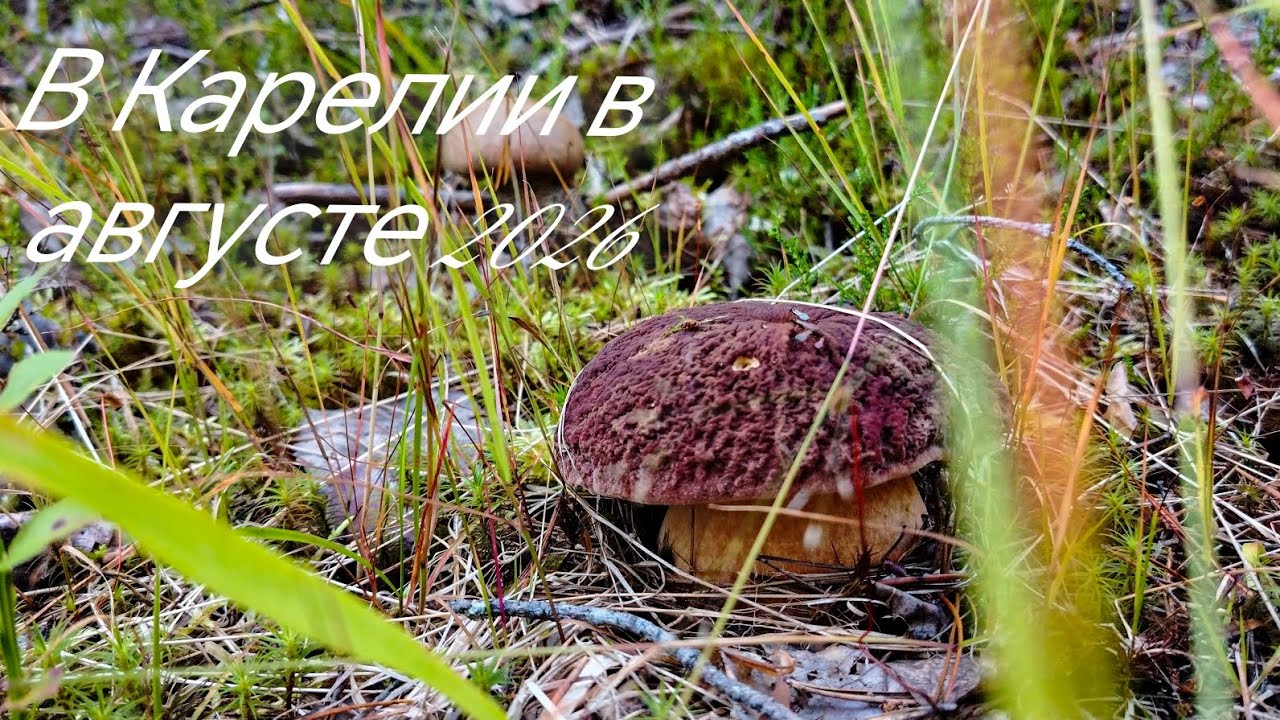 Август в Карелии! Рыбалка на спиннинг!Грибалка в лесах!