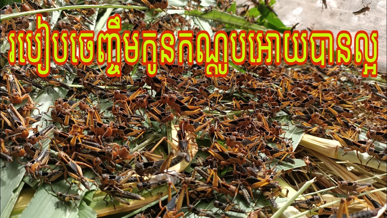 របៀបចិញ្ចឹមកណ្ដូបឲ្យលូតលាស់បានល្អ #របៀបចិញ្ចឹមកណ្ដូប