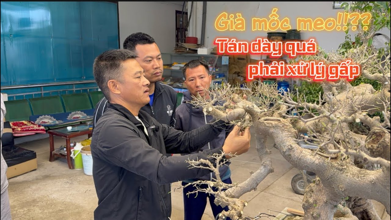 Xuống Đá Xử Lý Tán Dày Đặc | Cách Nam Lê Giải Quyết Mảng Tán Bị Nặng