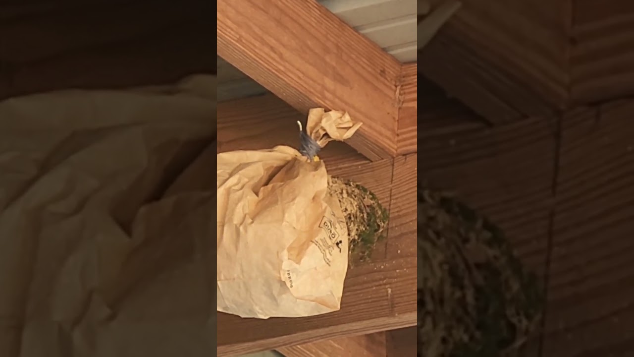 Bird Cam 2025
